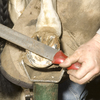 A farrier at work on a horse's hoof.