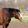 Horse with signs typical of heaves a respiratory disease.