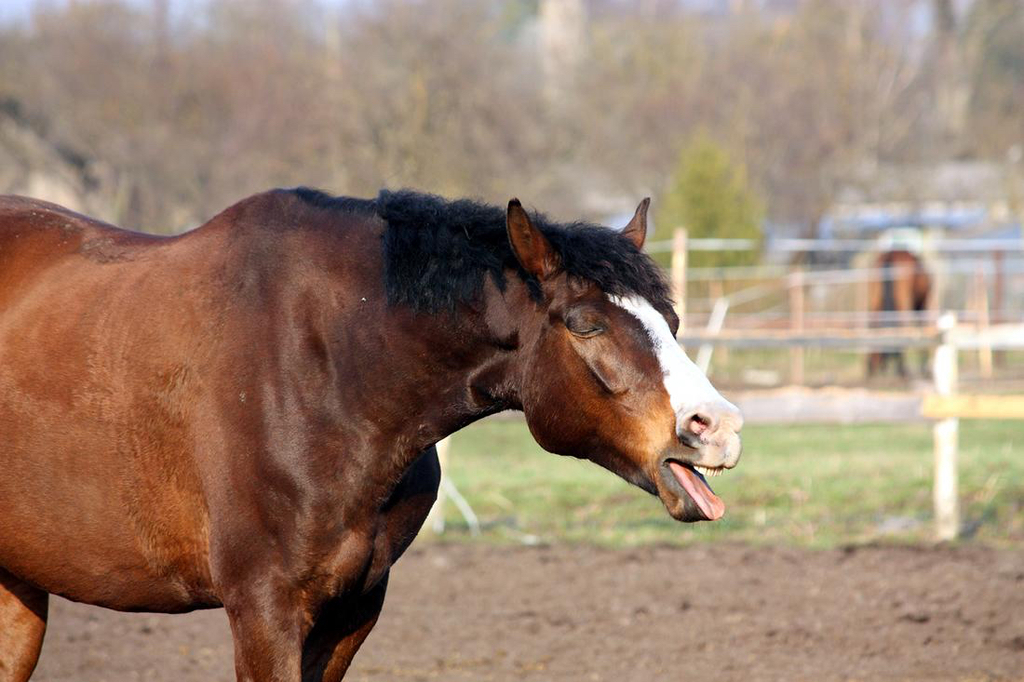 Respiratory Disease in Horses Updated Information for Horse Owners
