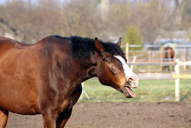 Sick horse with obvious signs of respiratory distress