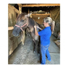 Fernanda Camargo, UK extension professor vaccinating a horse.
