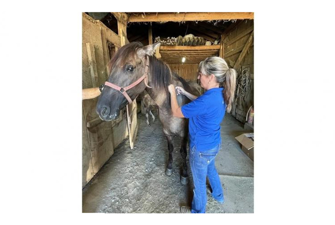 Fernanda Camargo, UK extension professor vaccinating a horse.