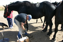 Farrier at work on a horse's hoof.