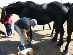 Farrier working on a horse's hoof.