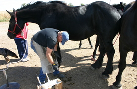 Farrier working on a horse's hoof.