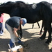 Farrier working on a horse's hooves.