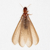 Dry Wood Termite