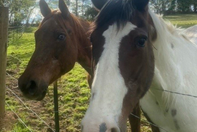 Jingle and Belle - 2 mares rescued by Horse Haven of Tennessee