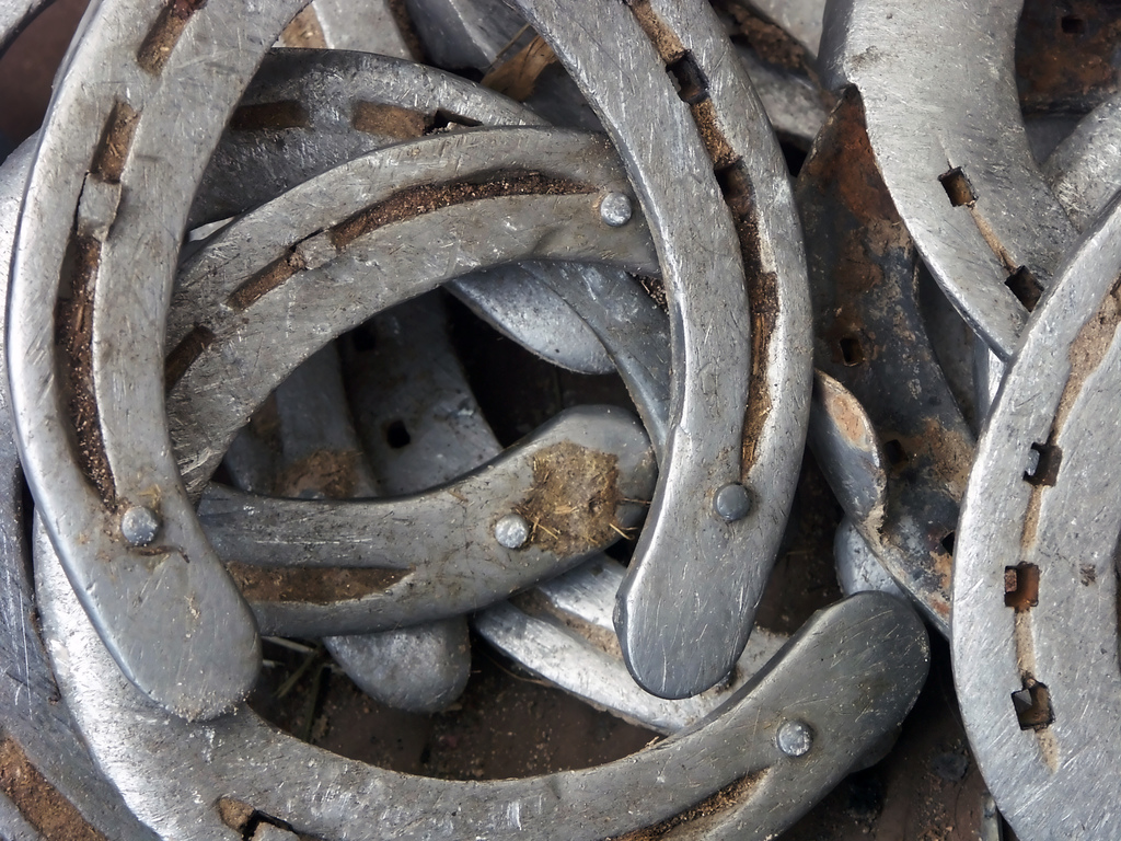 Does My Horse Need Shoes? EquiMed Horse Health Matters