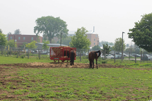 Horses grazing in pasture under hazy, smoke polluted air. Horses grazing in pasture under hazy, smoke polluted air.