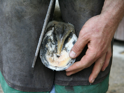 A farrier filing a horse's hoof.