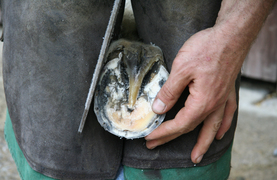 A farrier filing a horse's hoof.