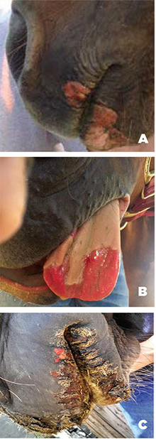Lesions and signs of vesicular stomatitis in horses.