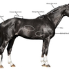 Illustration showing how body scoring a horse works.