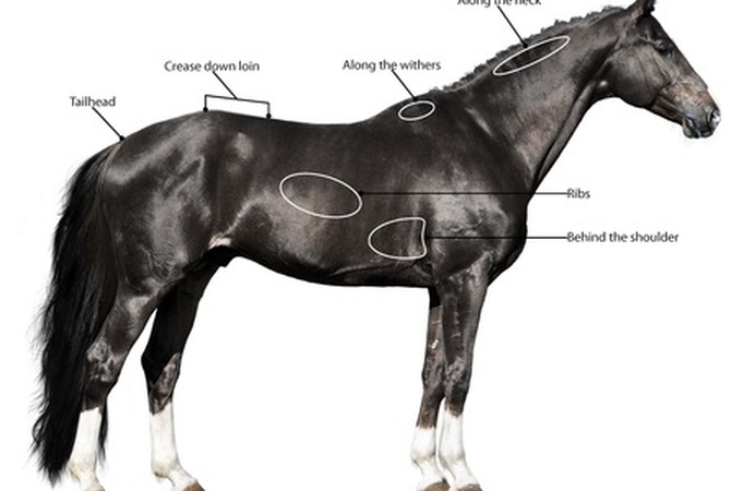 Illustration showing how body scoring a horse works.