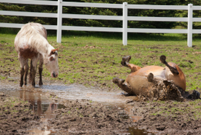 Horse rolling near mud puddle with companion horse watching.