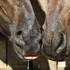 Snotty nosed horses - Healthy habits contribute to healthy horses.