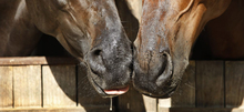 Dripping noses of two horses in close contact - a sign of an infectious disease.