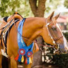 Athenian Lady the neglected rescue who made her name with multiple World Championship titles.