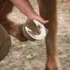 Inspecting a horse's hoof.