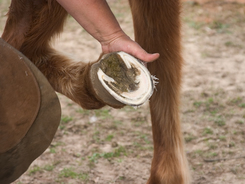 Inspecting a horse's hoof.