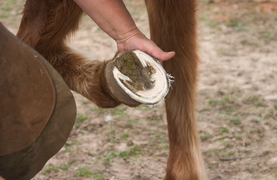 Inspecting a horse's hoof.