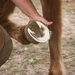 Inspecting a horse's hoof.