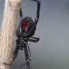 A black widow spider whose poisonous bite can affect horses in several ways.