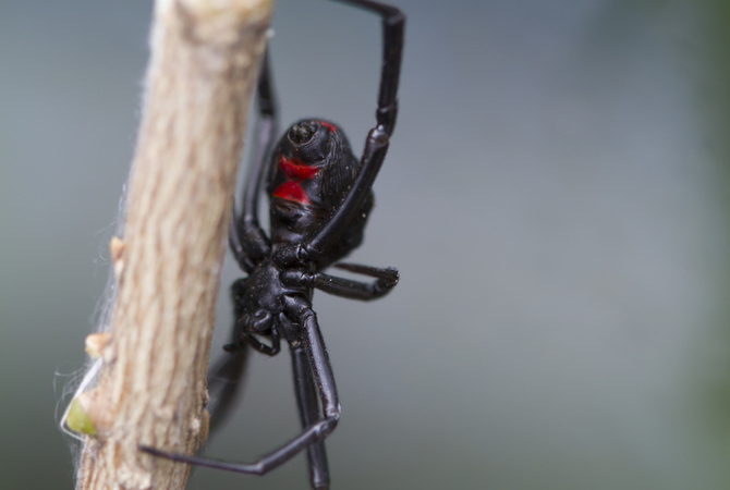 A black widow spider whose poisonous bite can affect horses in several ways.