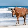 Junior, the lead stallion of wild horses on the Outer Banks