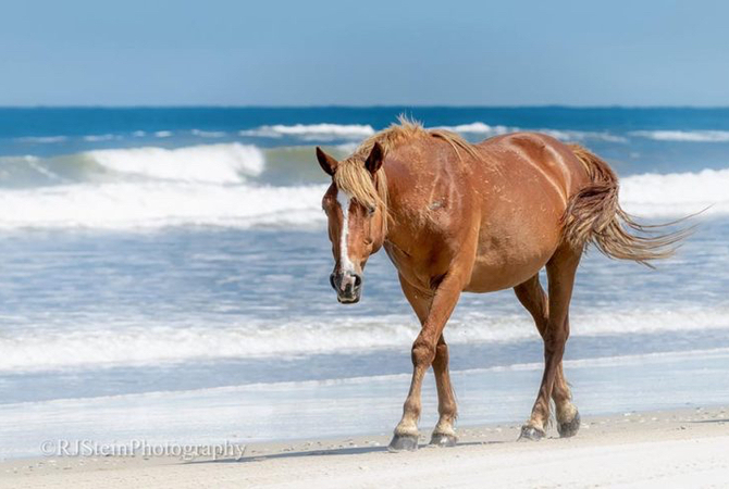 Junior walking on the sandy beach near the ocean waters on the Outer Banks.