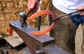 To shoe or not to shoe. Your farrier has the best advice.