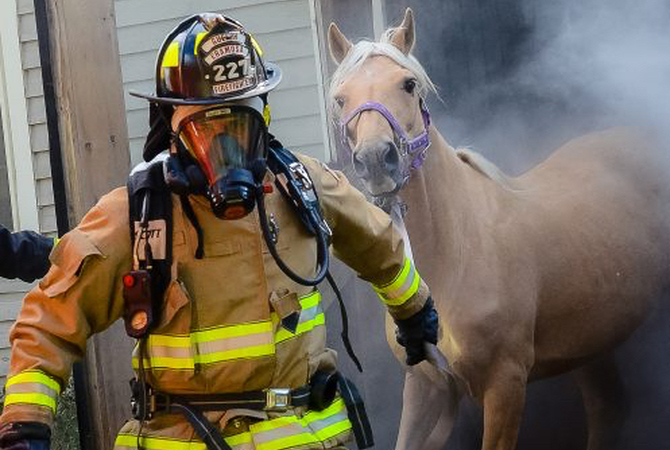 Horse being rescued from smoke-filled barn by fire fighters.