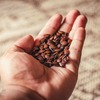 Hand holding flax seed -  Horse  feed containing flax seed may help remedy sweet itch.