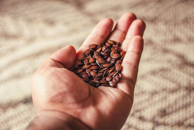 Hand holding flax seed -  Horse  feed containing flax seed may help remedy sweet itch.