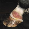 Proud flesh on pastern of horse's leg