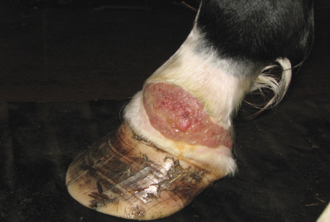 Proud flesh on pastern of horse's leg