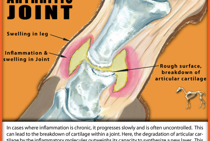 Arthritic leg joint.