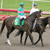 Zenyatta, the race horse that inspired young girl's love of horses.