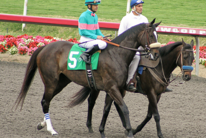 Zenyatta, the race horse that inspired young girl's love of horses.