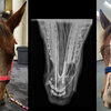 Photos and X-ray images of Eclipse's nose.