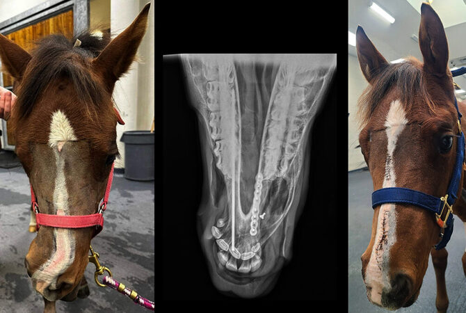 Photos and X-ray images of Eclipse's nose.