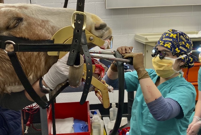 An equine veterinary dentist at work floating a senior horse's teeth.