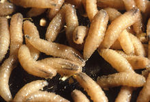 New world screwworm larvae. New world screwworm larvae..