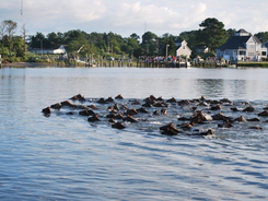 100th Annual Chincoteague Pony Roundup, Swim & Auction 2025