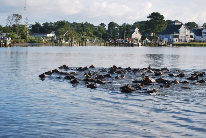 100th Annual Chincoteague Pony Roundup, Swim & Auction 2025
