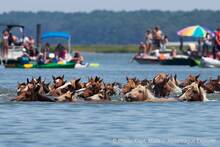 Chincoteague Pony Swim Chincoteague Pony Swim