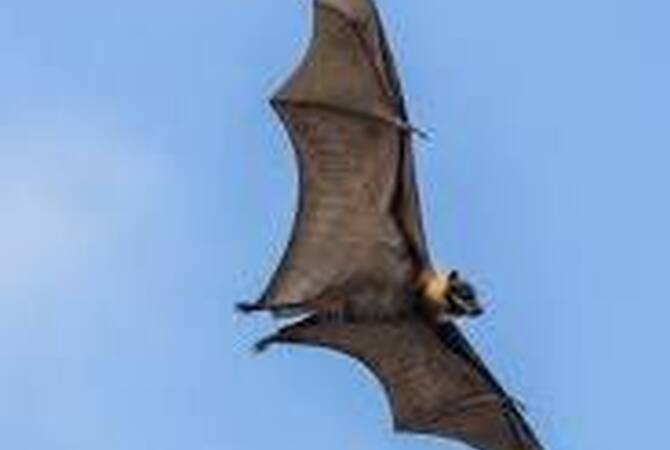 Flying fox a type of bat - Carrier of Hendra Virus