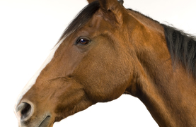 Horse on alert with ears straight up and forward and eyes focused.