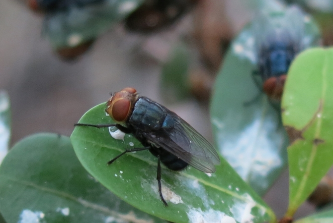 Screwworm (Cochliomyia homnivorax) fly - cause of costly infestations in horses and livestock,